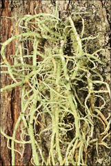 Usnea inermis