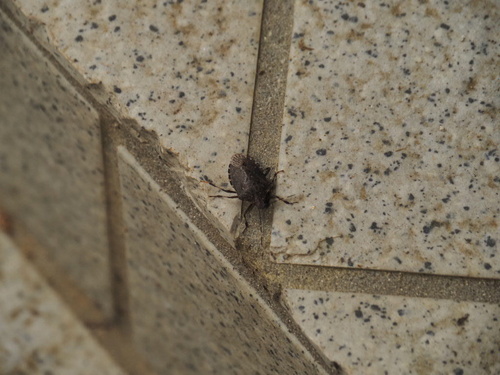 Brown Marmorated Stink Bug