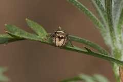 Simaetha thoracica