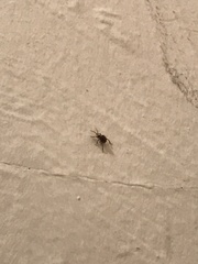 Insecta