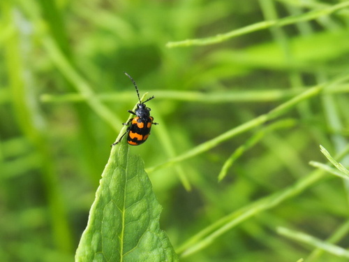 Japanese Knotweed Leaf Beetle