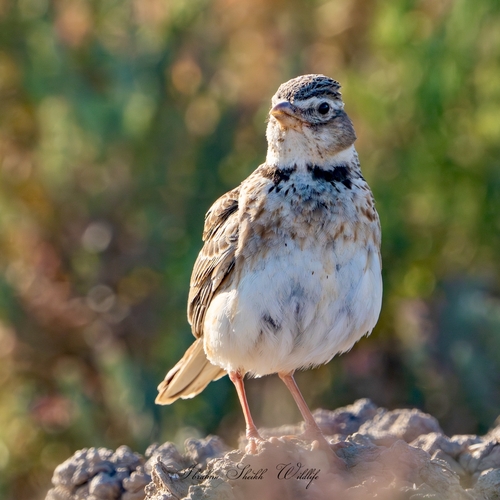 Calandra Lark