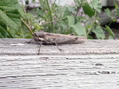Schistocerca nitens