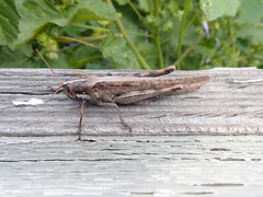 Schistocerca nitens