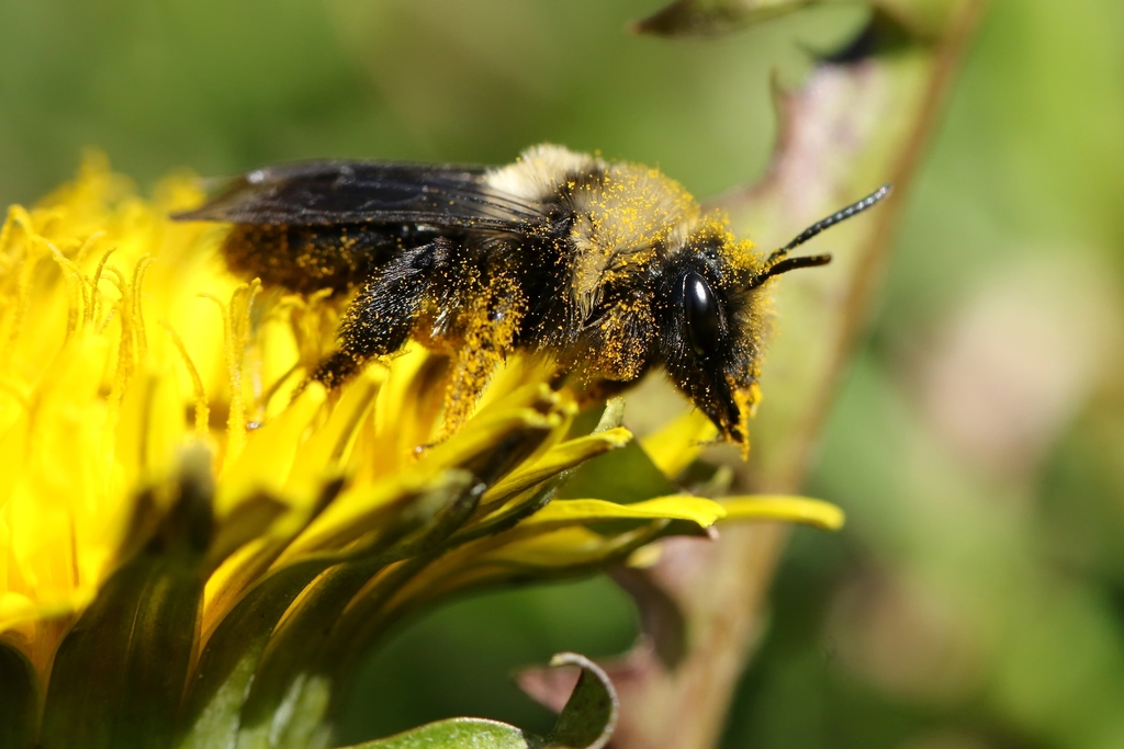 Black-banded Mining Bee