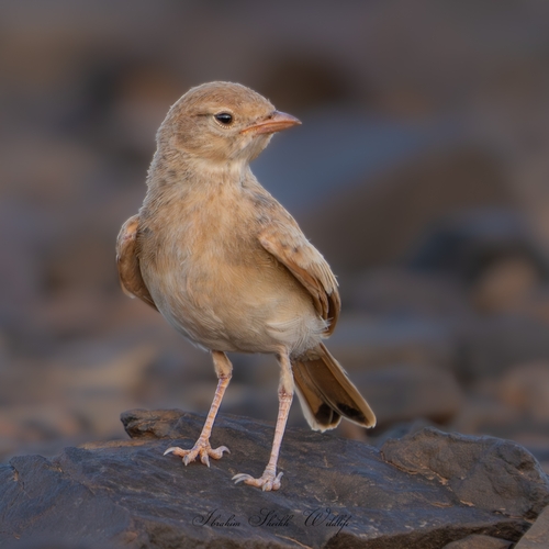 Bar-tailed Lark