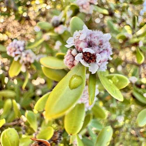 Taxandria marginata, photograph 6