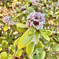 Taxandria marginata, photograph (c) pimelea, some rights reserved (CC BY)