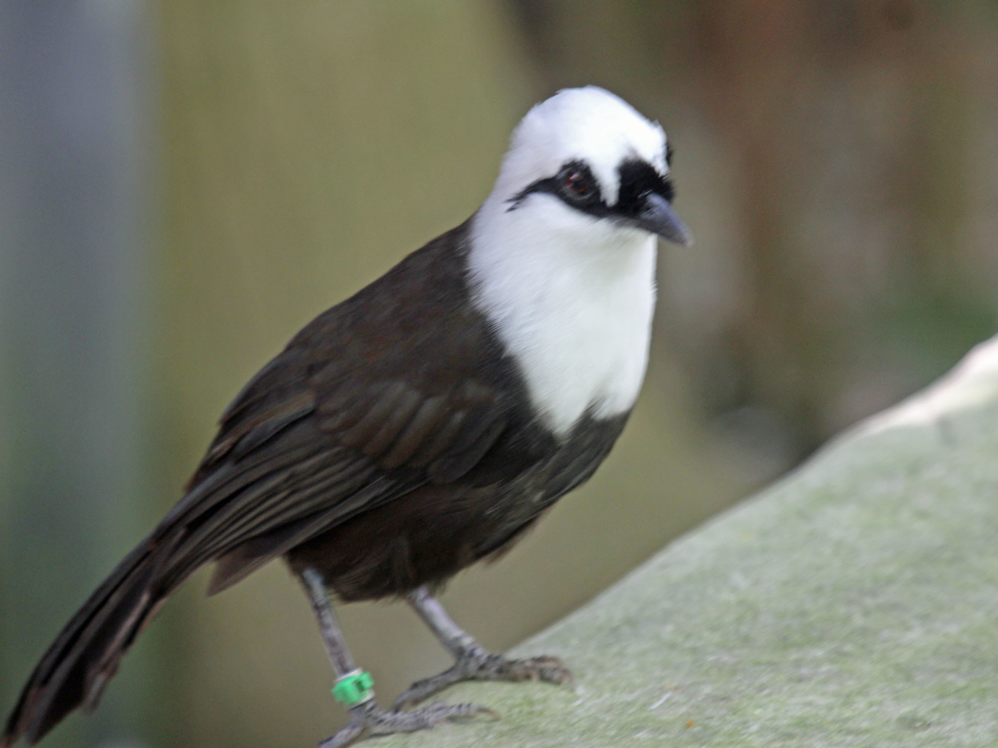 Sumatran Laughingthrush illustration
