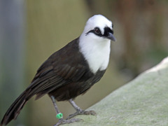 Sumatran Laughingthrush photo 1