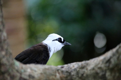 Sumatran Laughingthrush photo 2