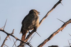 Histurgops ruficauda