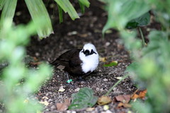 Sumatran Laughingthrush photo 3