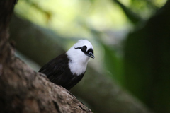 Sumatran Laughingthrush photo 4
