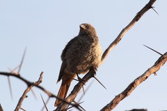 Histurgops ruficauda