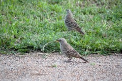 Histurgops ruficauda