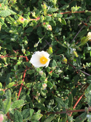 Cistus