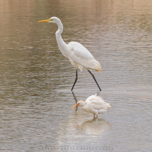 Great Egret