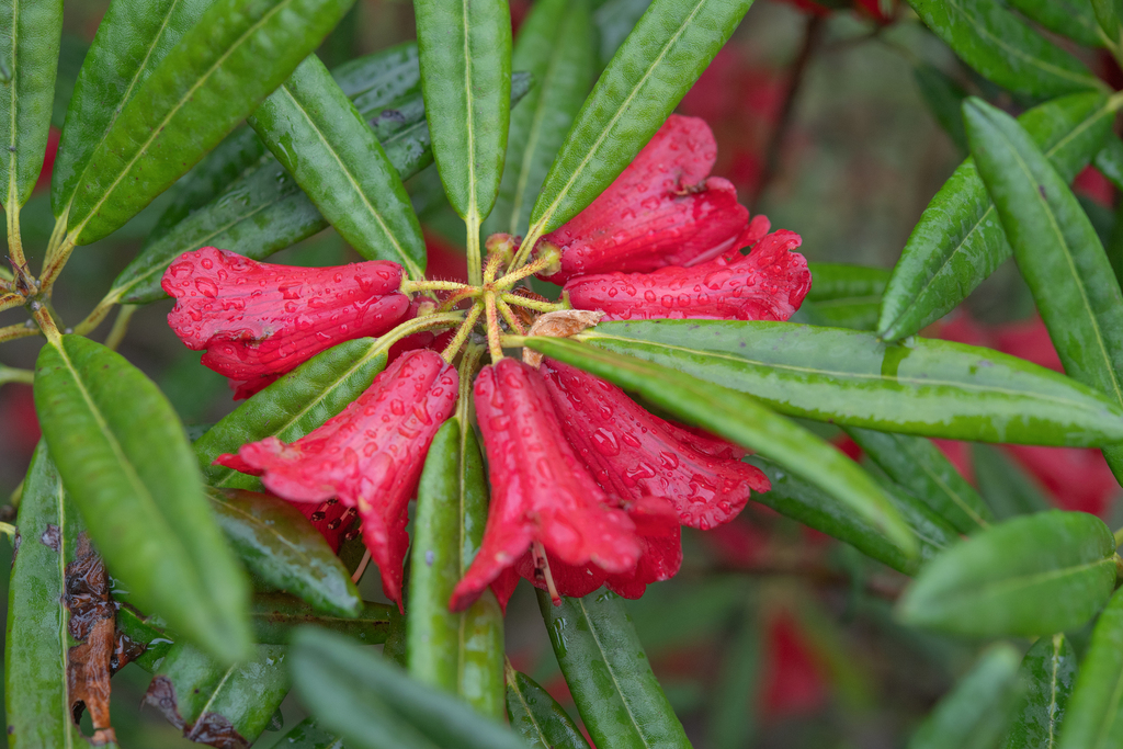 Rhododendron neriiflorum; photograph Morten Ross, CC BY, iNaturalist via GBIF