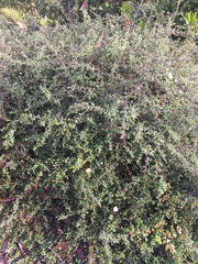 Cistus