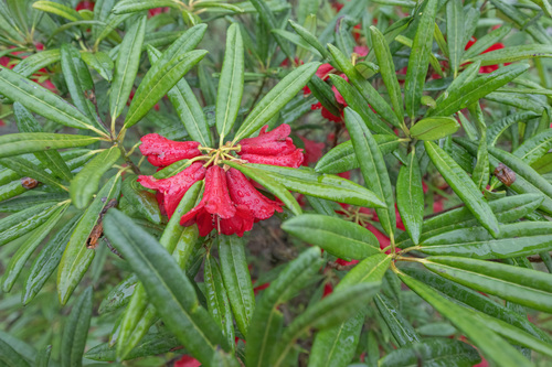 Rhododendron neriiflorum, photograph 1