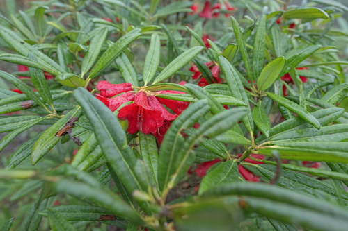 Rhododendron neriiflorum, photograph 2
