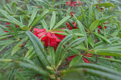 Morten Ross, CC BY, iNaturalist via GBIF Rhododendron neriiflorum, photograph Morten Ross, CC BY, iNaturalist via GBIF