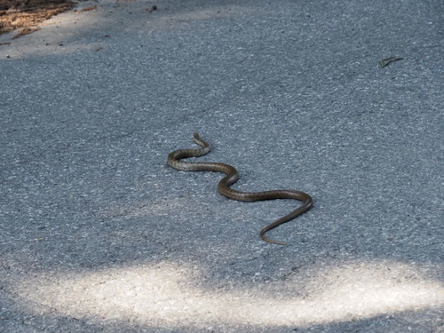 Japanese Ratsnake