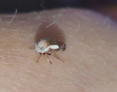 Ophiderma flavicephala