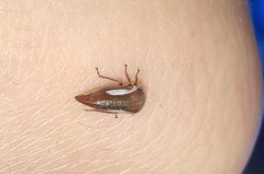 Ophiderma flavicephala