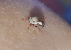 Ophiderma flavicephala