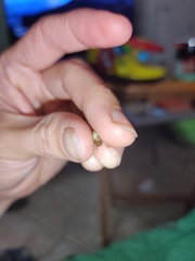 Ophiderma flavicephala