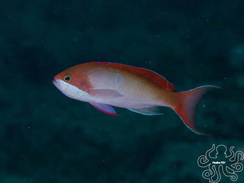 Pseudanthias cooperi observed 2026-05-14