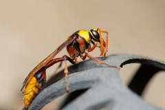 Delta pyriforme pyriforme