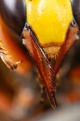 Delta pyriforme pyriforme