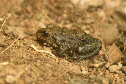 Northeastern Pepper Frog