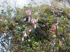 Passiflora pinnatistipula
