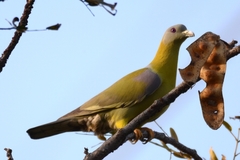 Treron phoenicopterus