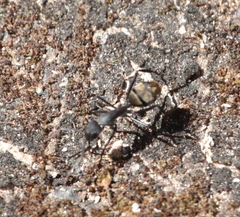 Camponotus chrysurus