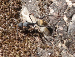 Camponotus chrysurus