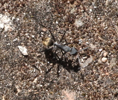 Camponotus chrysurus