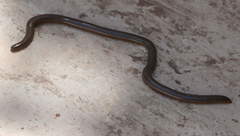 Afrotyphlops schmidti