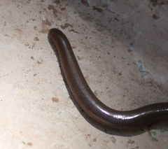 Afrotyphlops schmidti