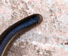 Afrotyphlops schmidti