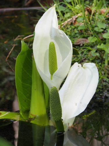 White Skunk Cabbage