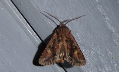 Ichneutica skelloni
