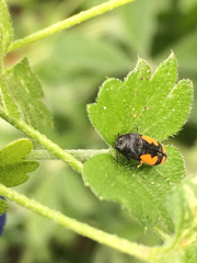 Ptosima gibbicollis