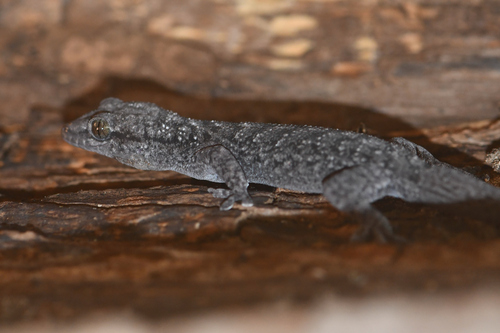 Brazilian Gecko