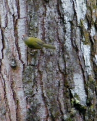 Basileuterus delattrii