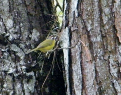 Basileuterus delattrii
